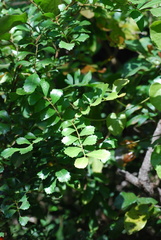 Cupaniopsis shirleyana