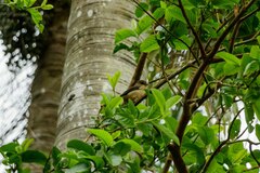 Trichothraupis melanops