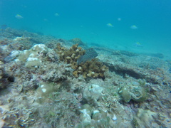 Mycteroperca rosacea