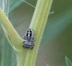 Phidippus insignarius