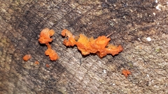 Tulasnella aurantiaca