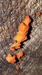 Tulasnella aurantiaca