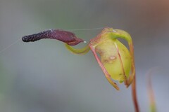 Caleana nigrita