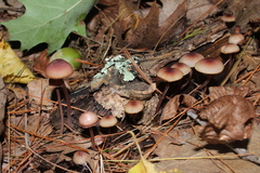 Mycena haematopus