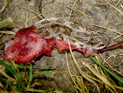 Lampropeltis calligaster