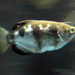Smallscale Archerfish - Photo (c) Amada44, some rights reserved (CC BY-SA)
