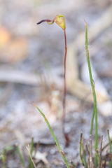 Caleana nigrita