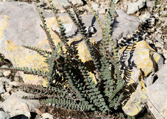 Astrolepis cochisensis