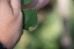 Stigmella populetorum