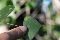 Stigmella populetorum