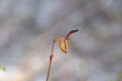 Caleana nigrita