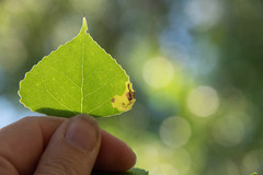 Stigmella populetorum