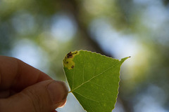 Stigmella populetorum