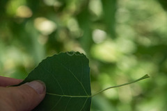Stigmella populetorum