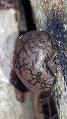 Daldinia childiae