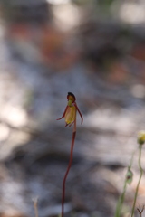 Caleana nigrita