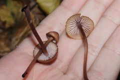 Mycena haematopus