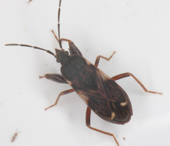 Eremocoris podagricus