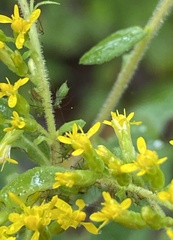 Macrosiphum euphorbiae