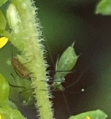 Macrosiphum euphorbiae