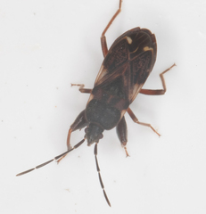 Eremocoris podagricus