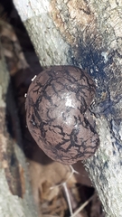 Daldinia childiae