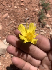 Thelesperma subnudum