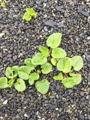 Calystegia soldanella