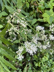 Eupatorium makinoi