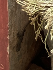 Hemidactylus frenatus