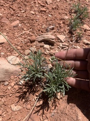 Thelesperma subnudum