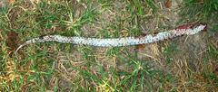 Lampropeltis calligaster