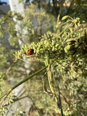 Coccinella monticola