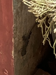 Hemidactylus frenatus