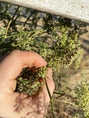 Coccinella monticola