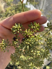 Coccinella monticola