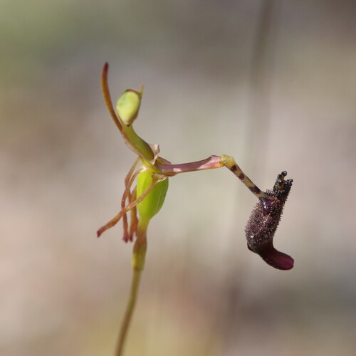 Image of Drakaea livida by (c) Hugo Innes, some rights reserved (CC BY)