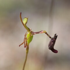 Drakaea livida