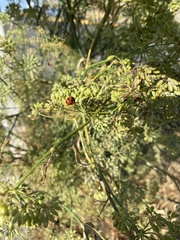 Coccinella monticola