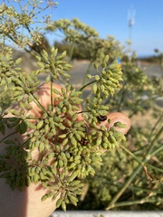Coccinella monticola
