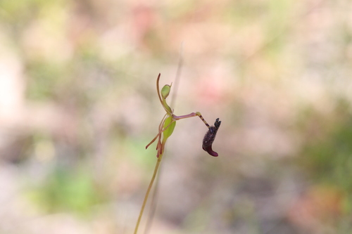 Image of Drakaea livida by (c) Hugo Innes, some rights reserved (CC BY)
