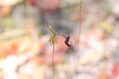 Drakaea livida