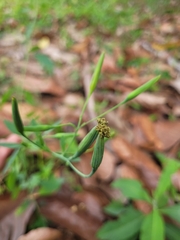 Porophyllum ruderale ruderale