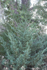 Juniperus scopulorum