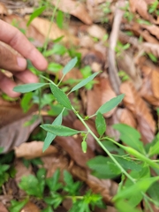 Porophyllum ruderale ruderale