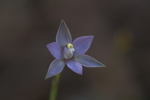 Image of Thelymitra vulgaris by (c) Hugo Innes, some rights reserved (CC BY)