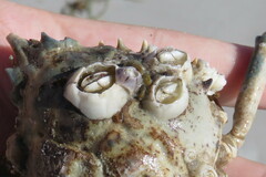 Chelonibia testudinaria