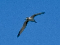 Sterna
