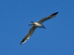 Sterna