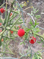 Ibervillea tenuisecta